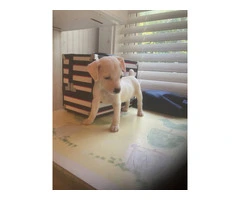 Beautiful Jack Russell Terrier Puppies for Sale: Affordable Prices - 3