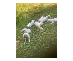 Beautiful Jack Russell Terrier Puppies for Sale: Affordable Prices - 5