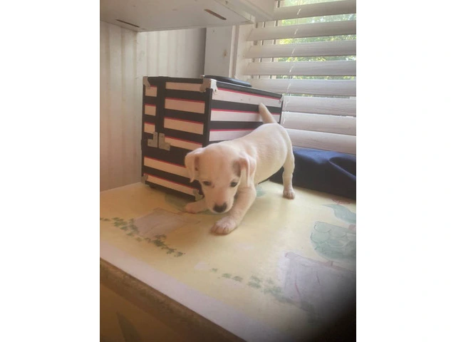 Beautiful Jack Russell Terrier Puppies for Sale: Affordable Prices - 6/11