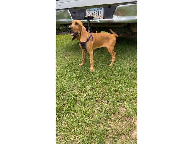 3 Bloodhound puppies for sale - 1/4