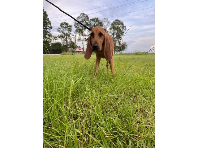 3 Bloodhound puppies for sale - 2/4