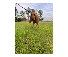 3 Bloodhound puppies for sale - 2