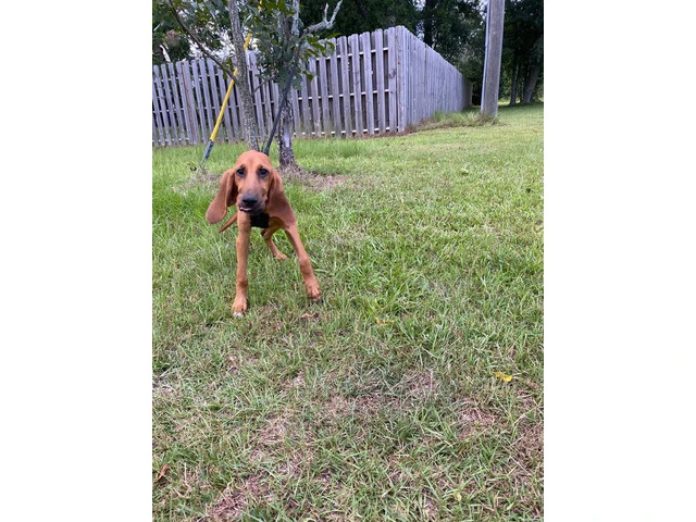 3 Bloodhound puppies for sale - 3/4