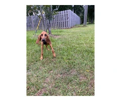 3 Bloodhound puppies for sale - 3