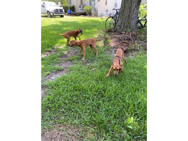 3 Bloodhound puppies for sale - 4/4