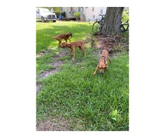 3 Bloodhound puppies for sale - 4