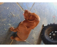Looking for Forever Homes: Cute Hungarian Vizsla Puppies Available Now - 3
