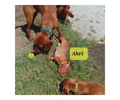 Looking for Forever Homes: Cute Hungarian Vizsla Puppies Available Now - 4