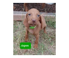 Looking for Forever Homes: Cute Hungarian Vizsla Puppies Available Now - 5