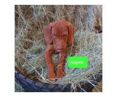 Looking for Forever Homes: Cute Hungarian Vizsla Puppies Available Now - 6