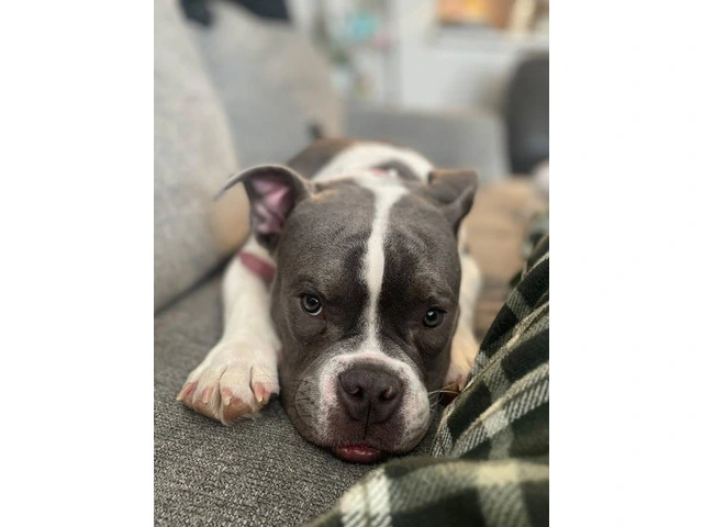 Purebred Pocket Bully puppy for sale - 3/4