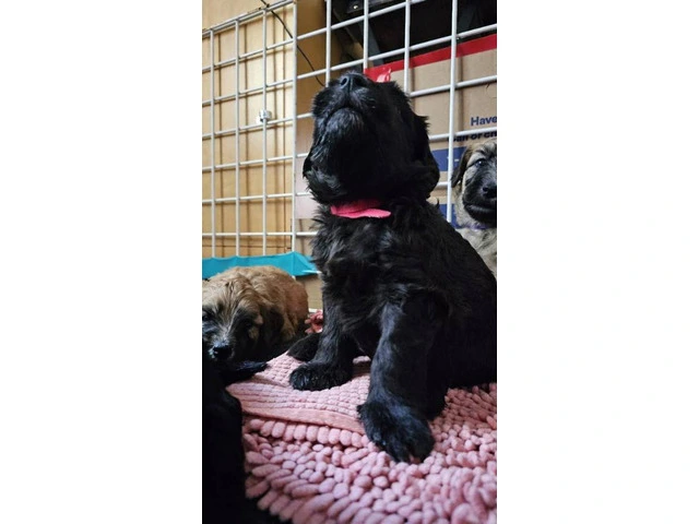 Beautiful Whoodle puppies for sale - 1/8