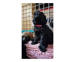 Beautiful Whoodle puppies for sale - 1