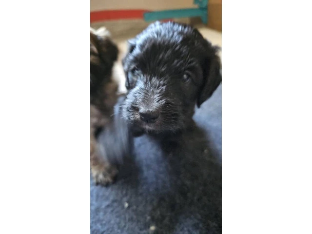 Beautiful Whoodle puppies for sale - 2/8