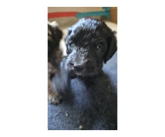 Beautiful Whoodle puppies for sale - 2