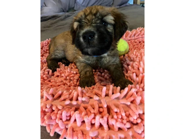 Beautiful Whoodle puppies for sale - 7/8