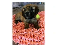 Beautiful Whoodle puppies for sale - 7
