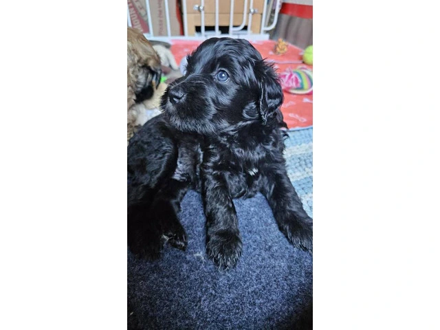 Beautiful Whoodle puppies for sale - 8/8