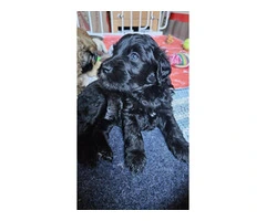 Beautiful Whoodle puppies for sale - 8