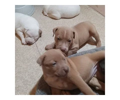 Staffy mix puppies - 3