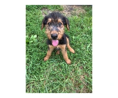 Male & Female Airedale terrier puppies for sale