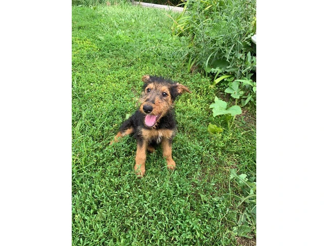 Male & Female Airedale terrier puppies for sale - 2/2