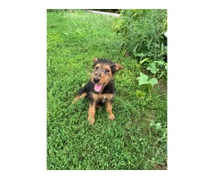 Male & Female Airedale terrier puppies for sale - 2