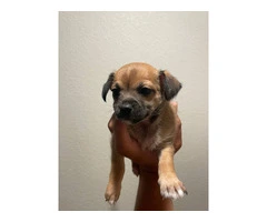 3 male Chiweenie puppies for adoption - 2
