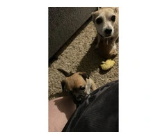 3 male Chiweenie puppies for adoption - 3