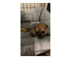 3 male Chiweenie puppies for adoption - 4