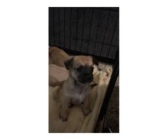 3 male Chiweenie puppies for adoption - 5