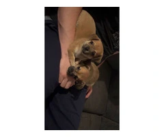 3 male Chiweenie puppies for adoption - 6
