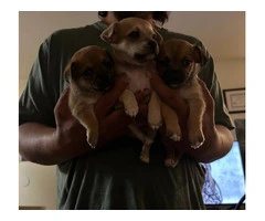3 male Chiweenie puppies for adoption - 8
