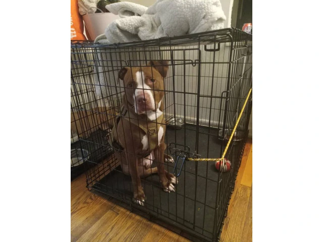 Red nose pit bull + supplies - 2/2
