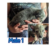 Cattle Dog Heeler Puppies Need Forever Homes