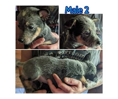 Cattle Dog Heeler Puppies Need Forever Homes - 2