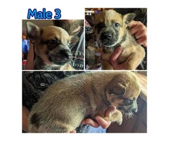 Cattle Dog Heeler Puppies Need Forever Homes - 3