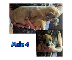 Cattle Dog Heeler Puppies Need Forever Homes - 4