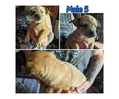 Cattle Dog Heeler Puppies Need Forever Homes - 5