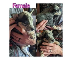 Cattle Dog Heeler Puppies Need Forever Homes - 7