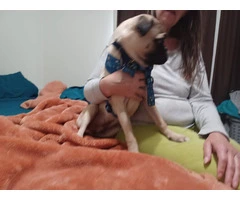 Rehoming Energetic Pug Puppy: Perfect for Families, $600 Fee - 2