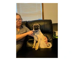 Rehoming Energetic Pug Puppy: Perfect for Families, $600 Fee - 3