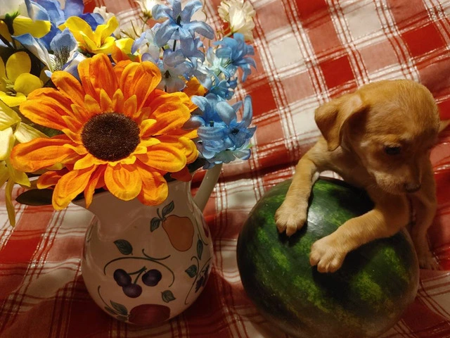 4 Chihuahua Furbabies need a loving home - 2/14