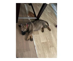 GSD pups for Sale - 3