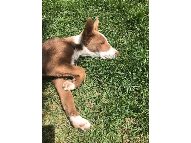 16 week old male border collie pup - 3/6
