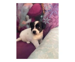 2 Chi-Poo Puppies available