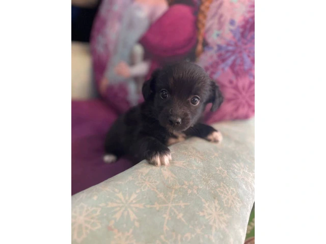 2 Chi-Poo Puppies available - 2/2
