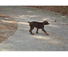 9 weeks old Doberman puppy - 3