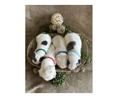 Gorgeous and stunning Frenchies puppies for sale - 2