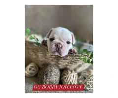 Gorgeous and stunning Frenchies puppies for sale - 3